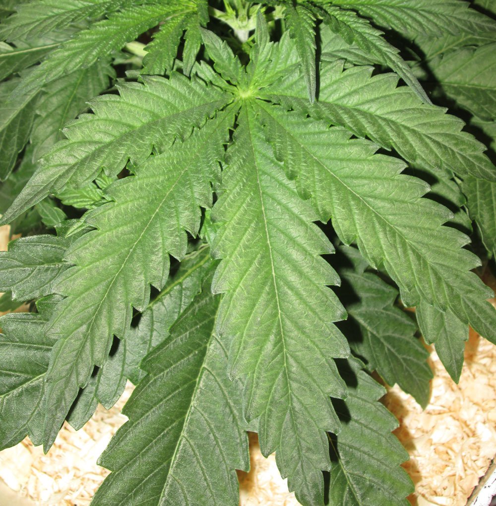 9 sect leaf