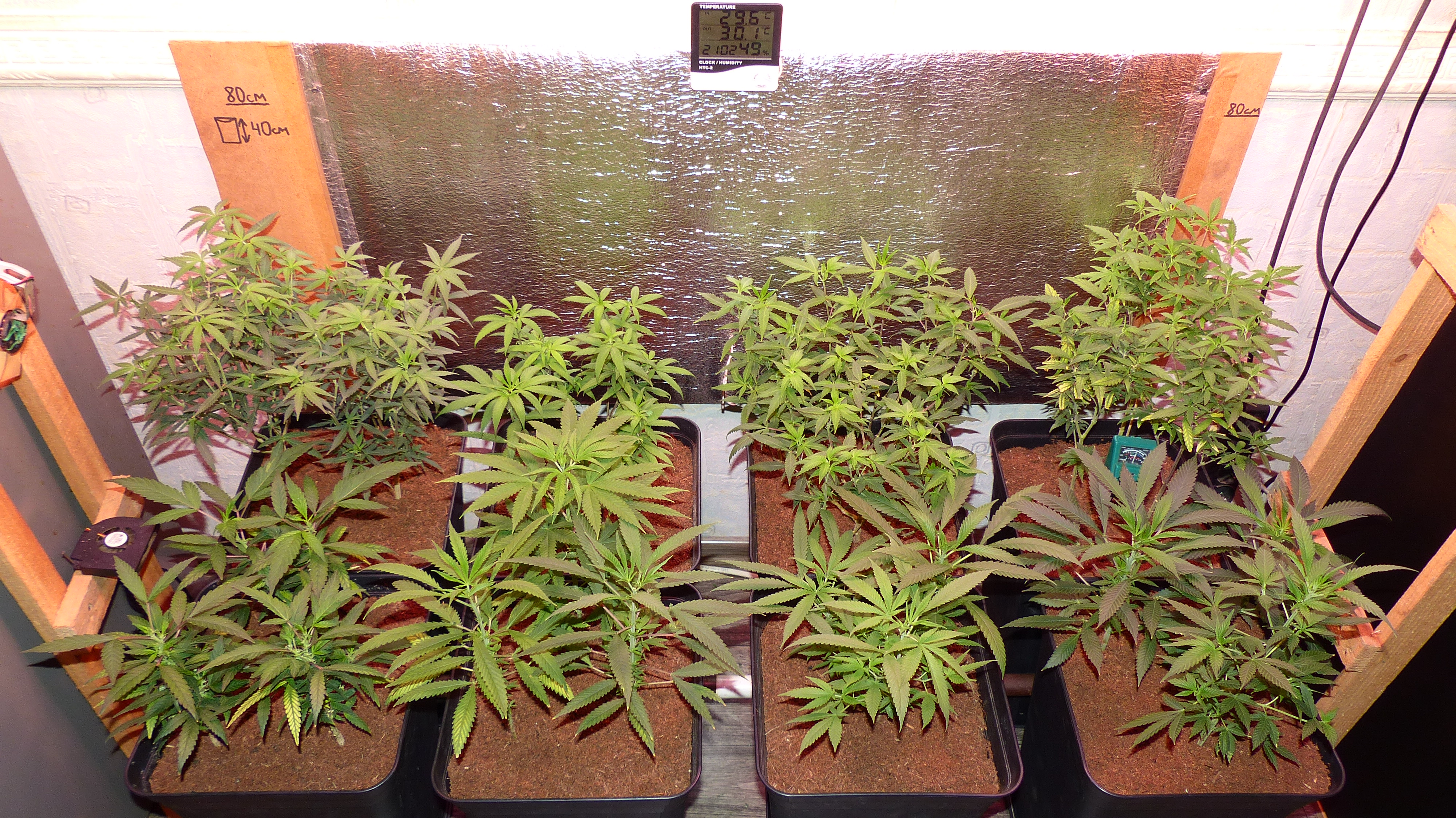 9 Strains