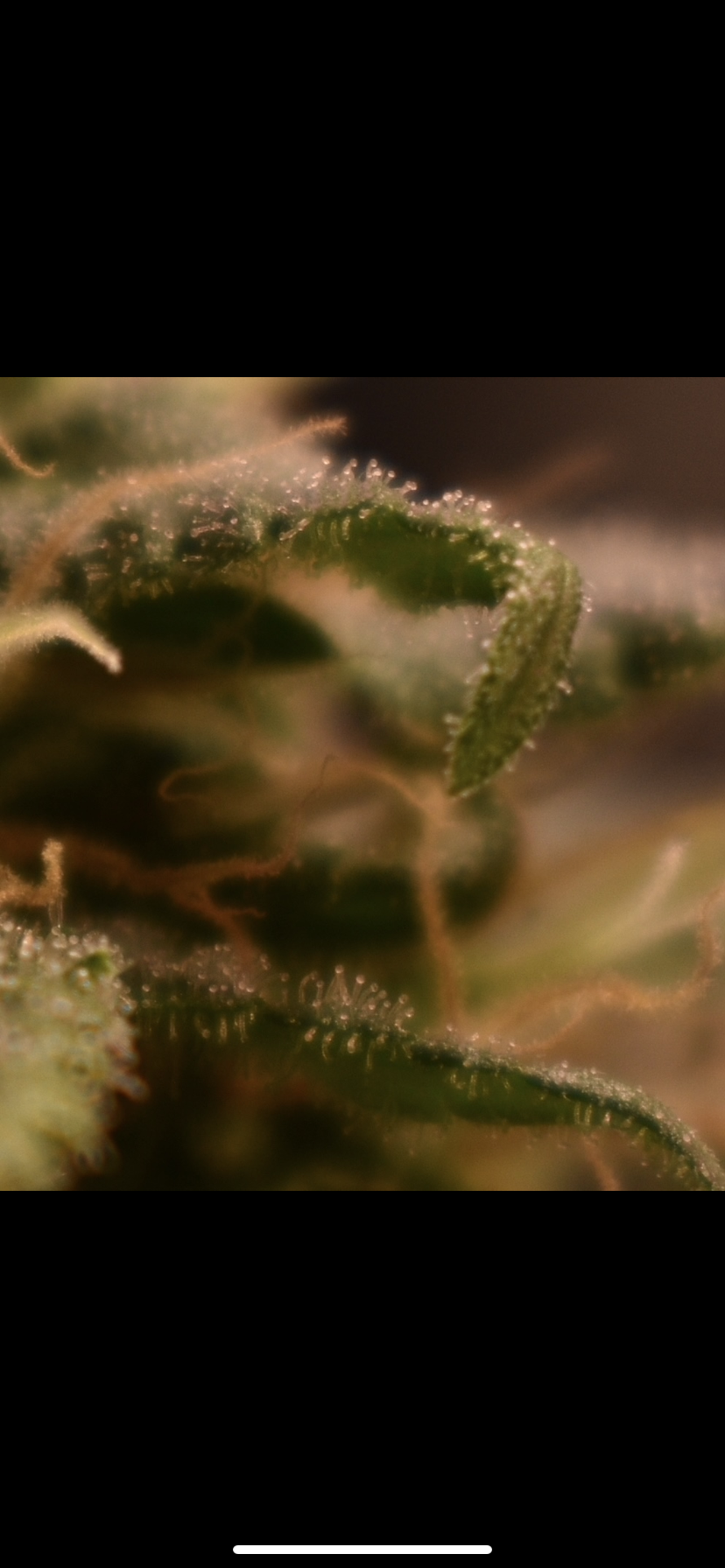 917F38C5-9672-479D-89F0-82B9DE38F010.png