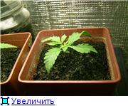 9a50bf1154d7t