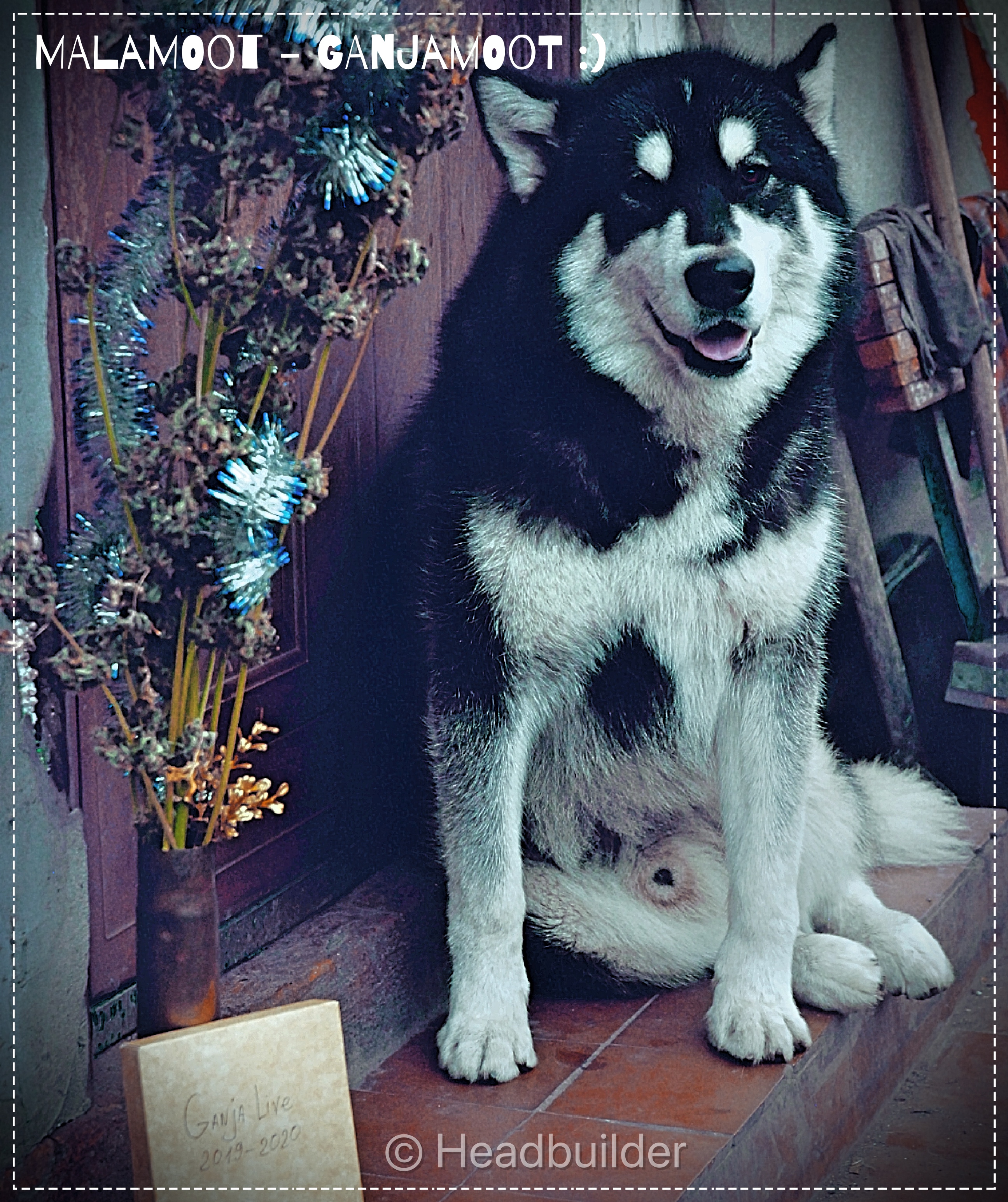 _DSC4426_FotorMalamoot2.jpg