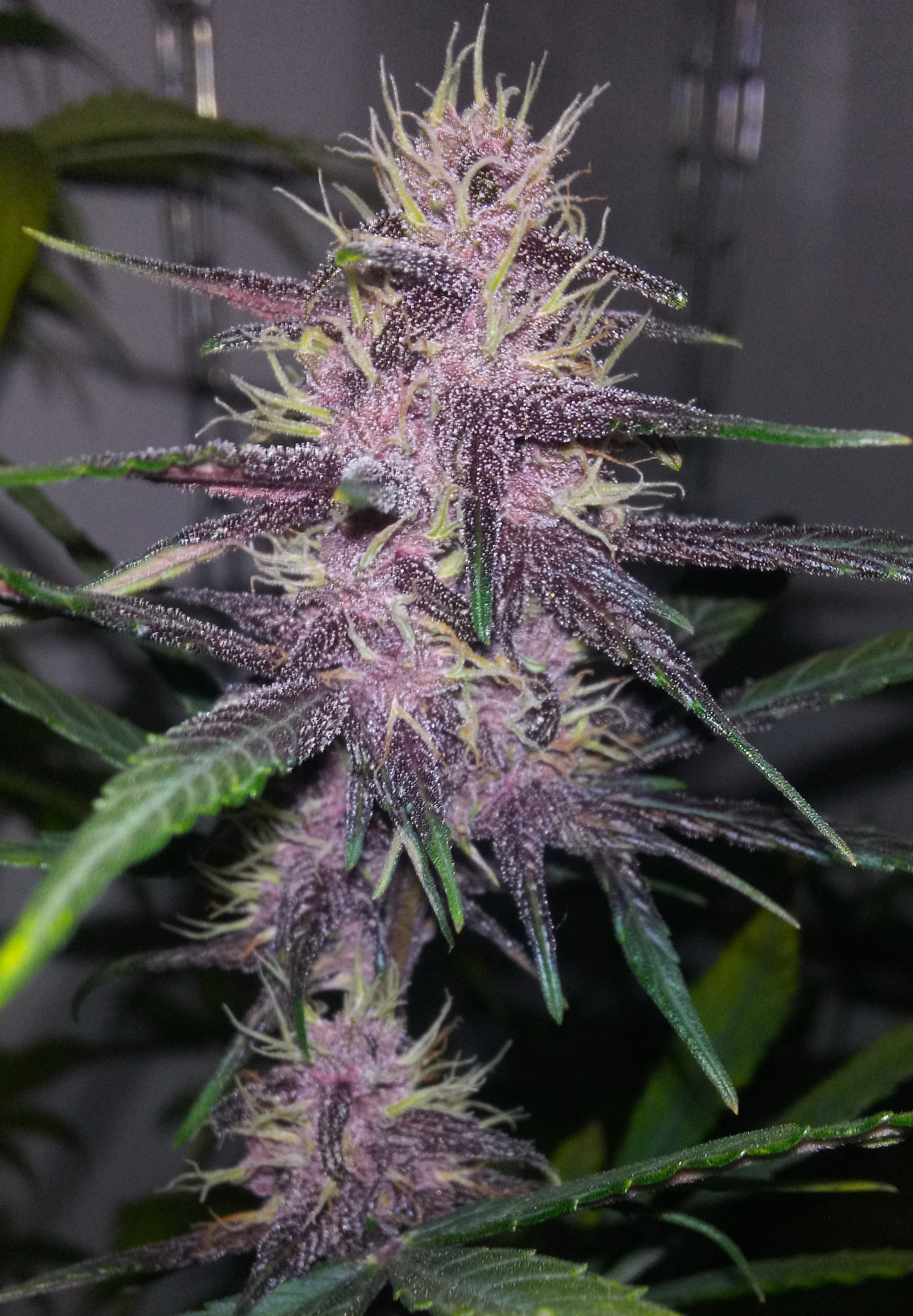 A.Blackberry SS