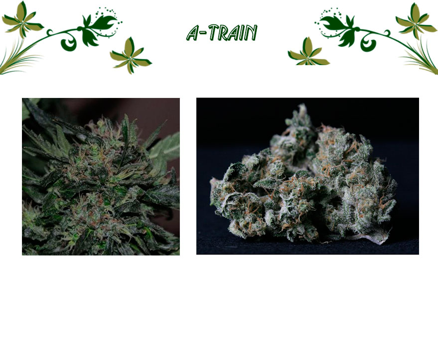 A-Train