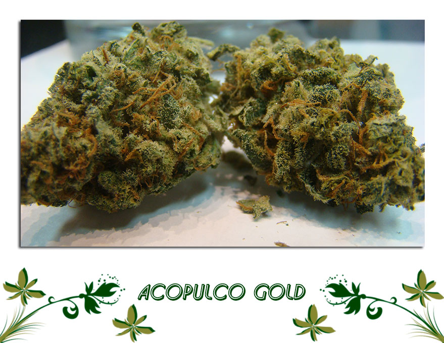Acopulco Gold сорт
