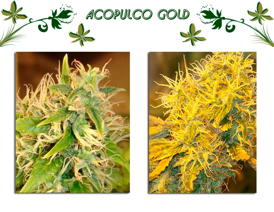 Acopulco Gold