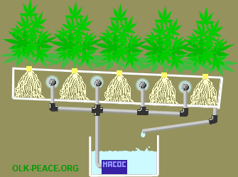 aeroponic
