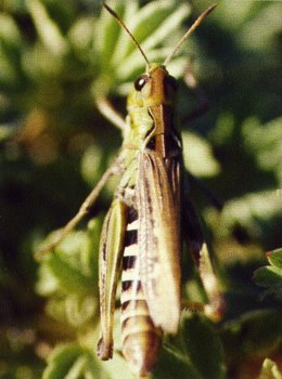 Aeropus sibiricus