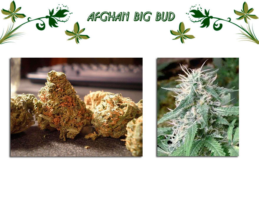 Afghan Big Bud