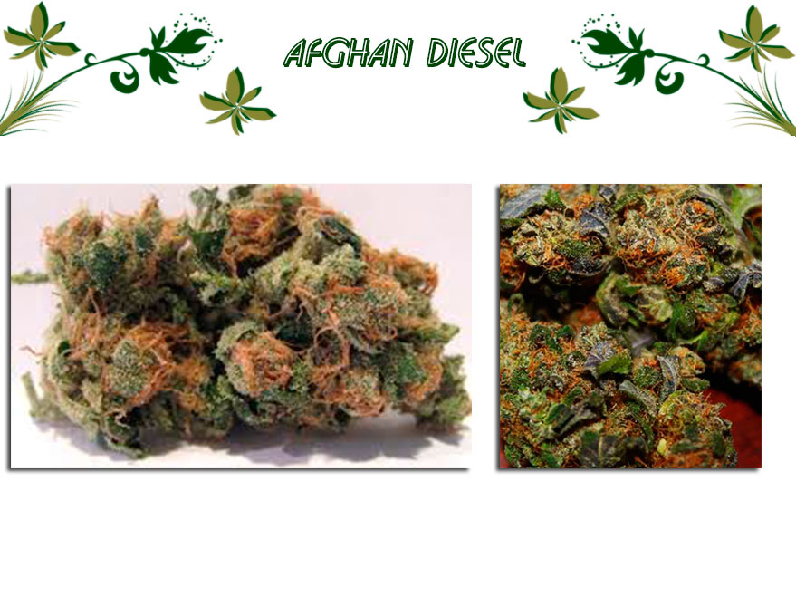 Afghan Diesel