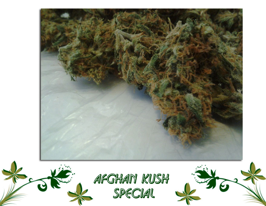 Afghan Kush Special сорт