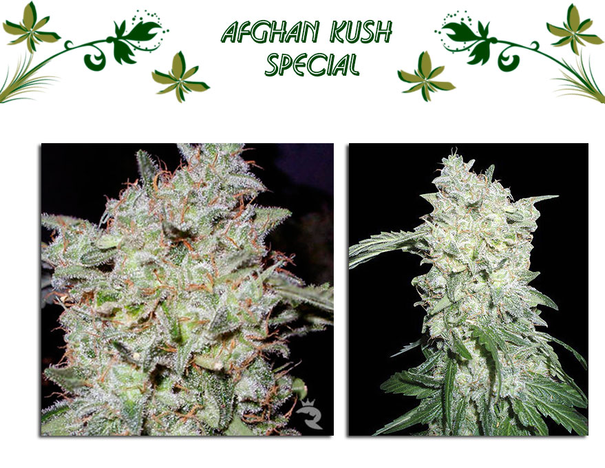 Afghan Kush Special