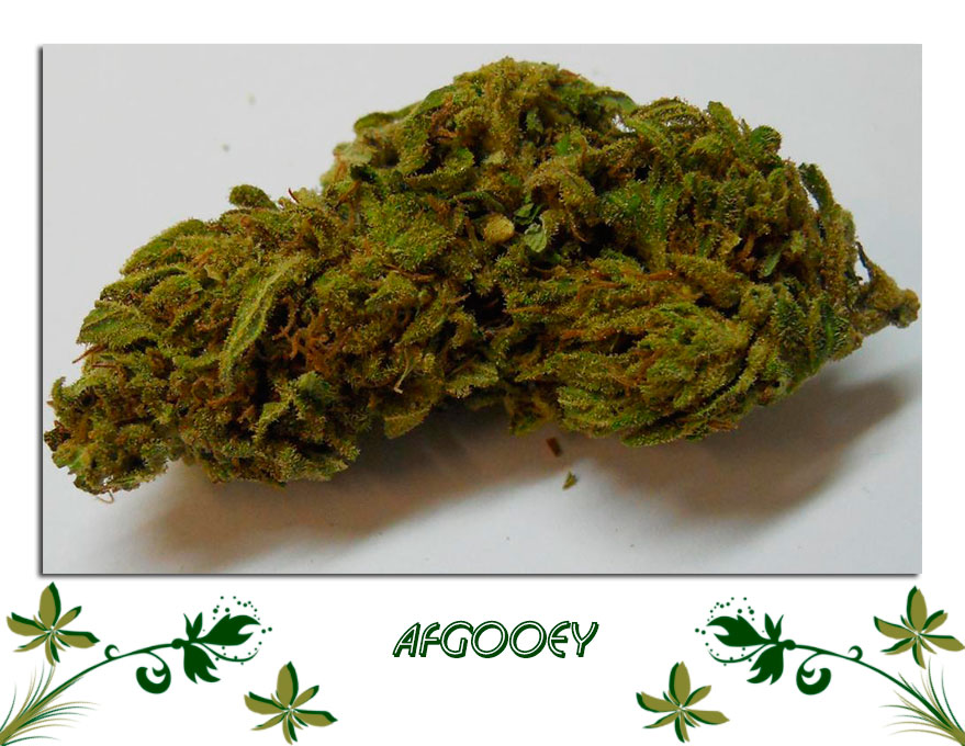 Afgooey сорт