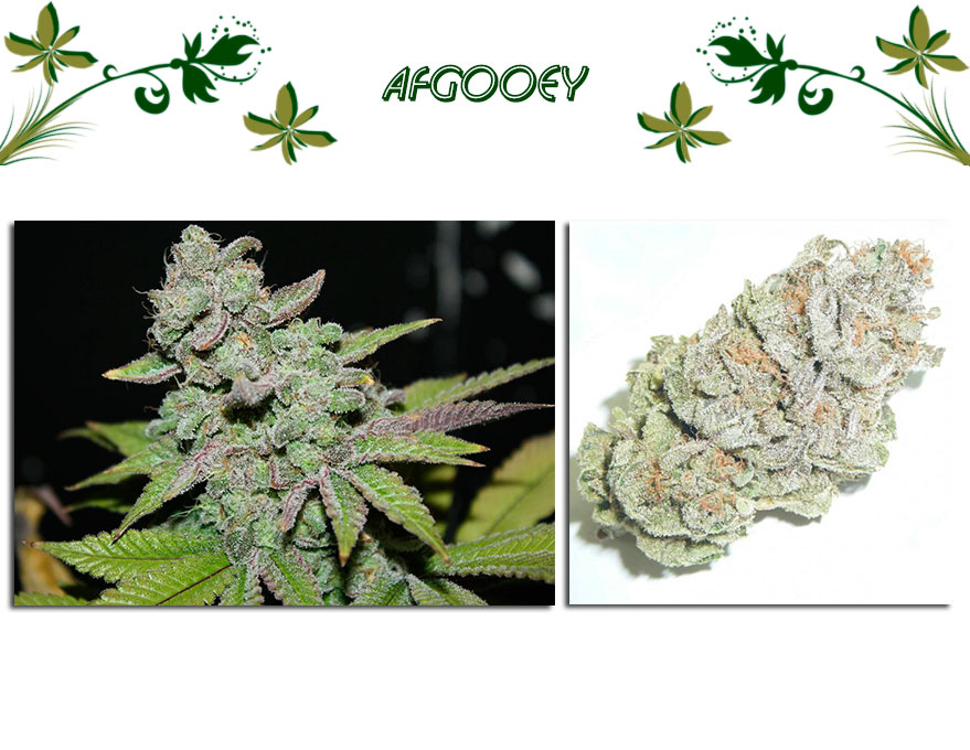 Afgooey