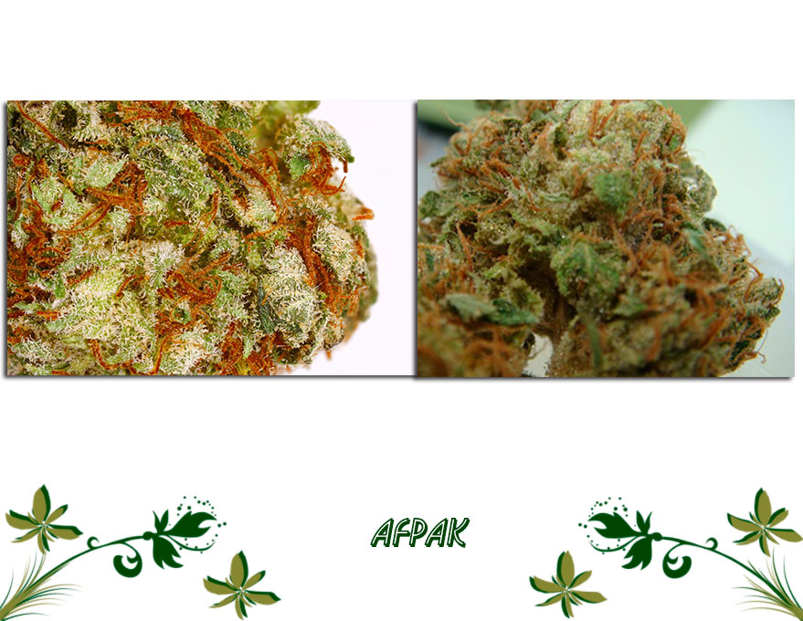Afpak сорт