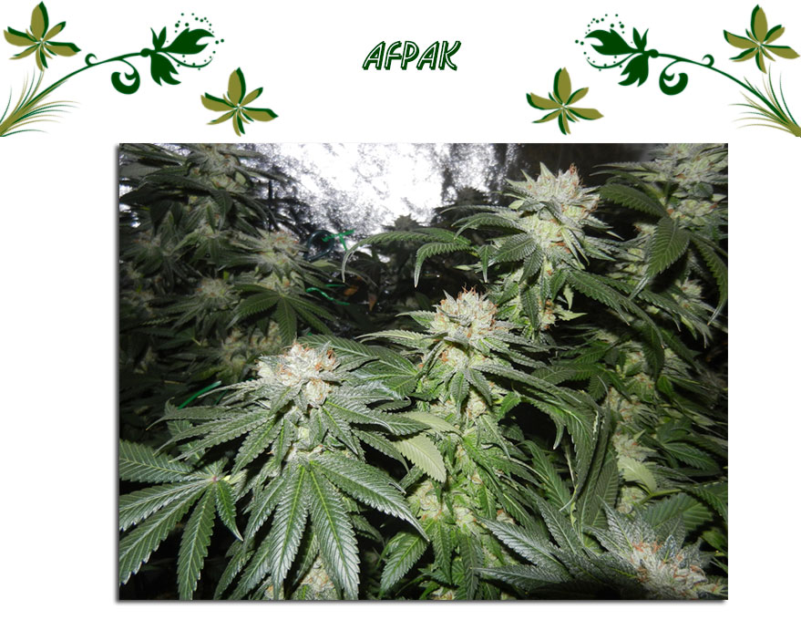 Afpak