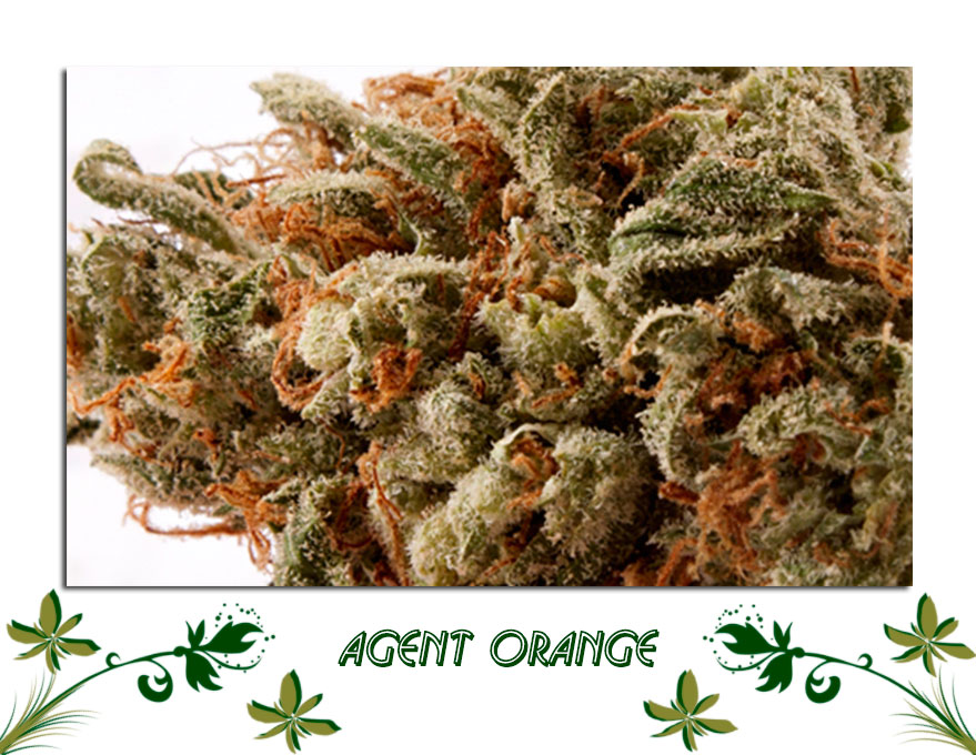 Agent Orange сорт