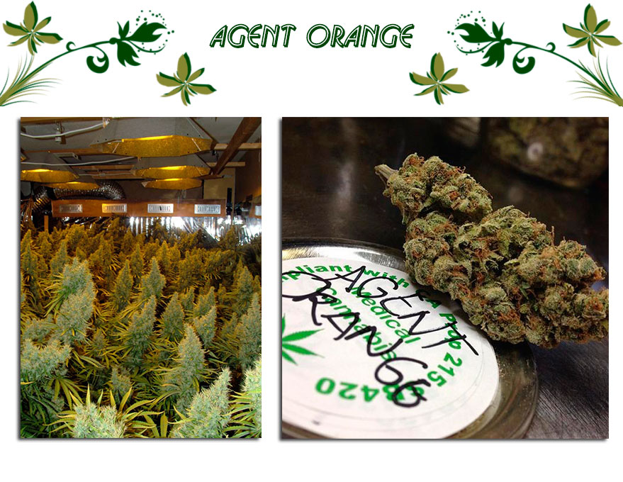Agent Orange