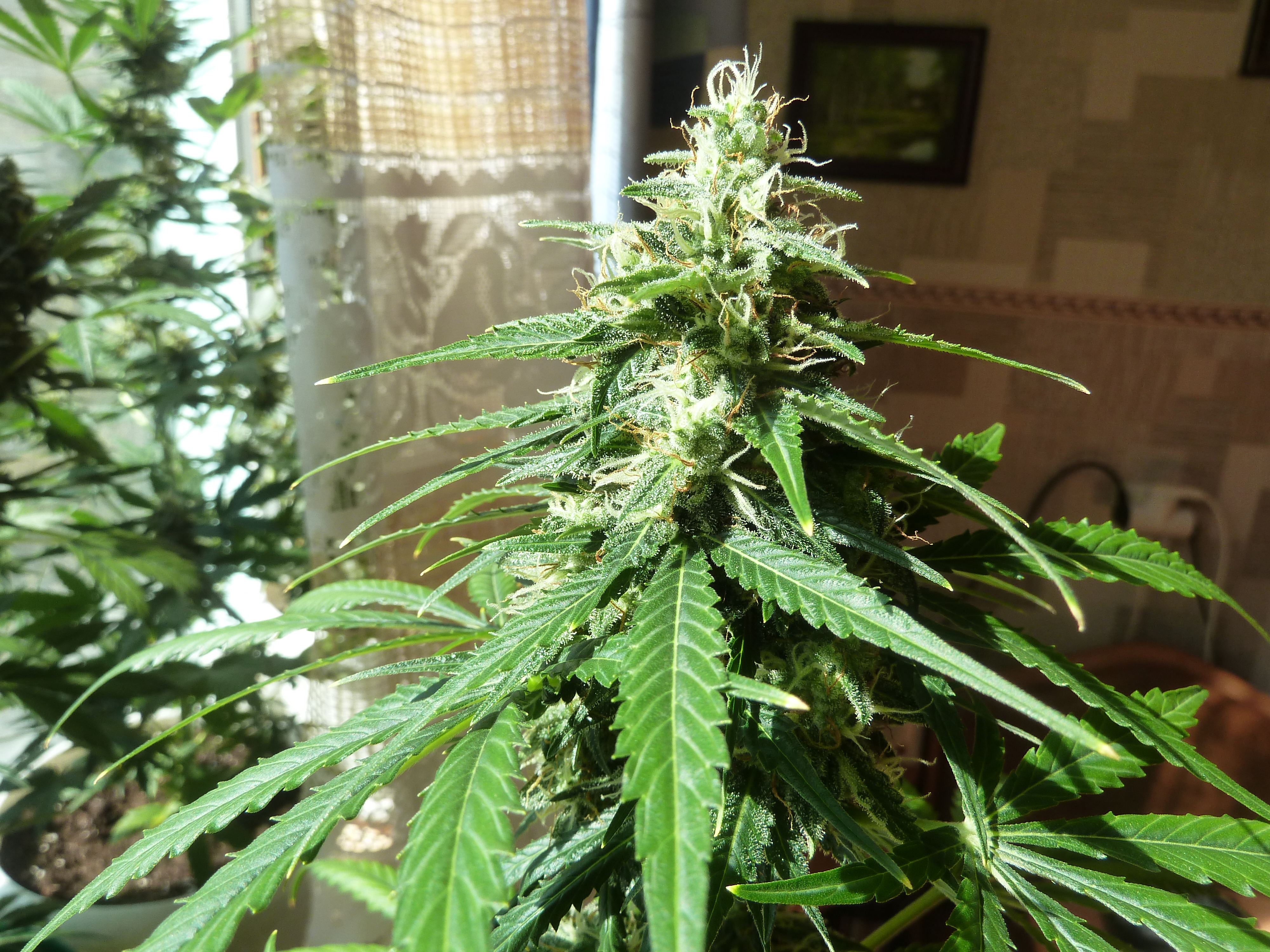 AK 47 10.05.16  от (ganjaseeds)
