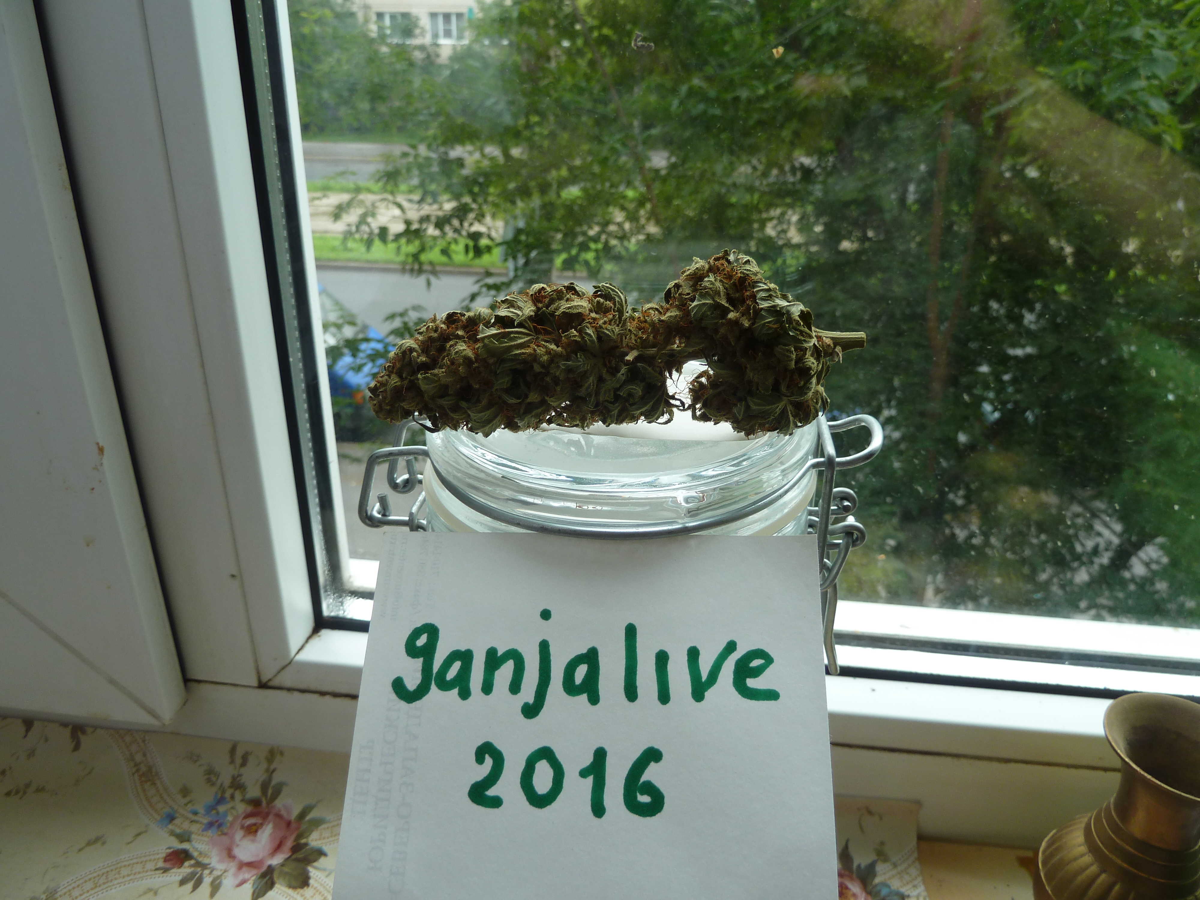АК 47..16.07.16.от (ganjaseeds)