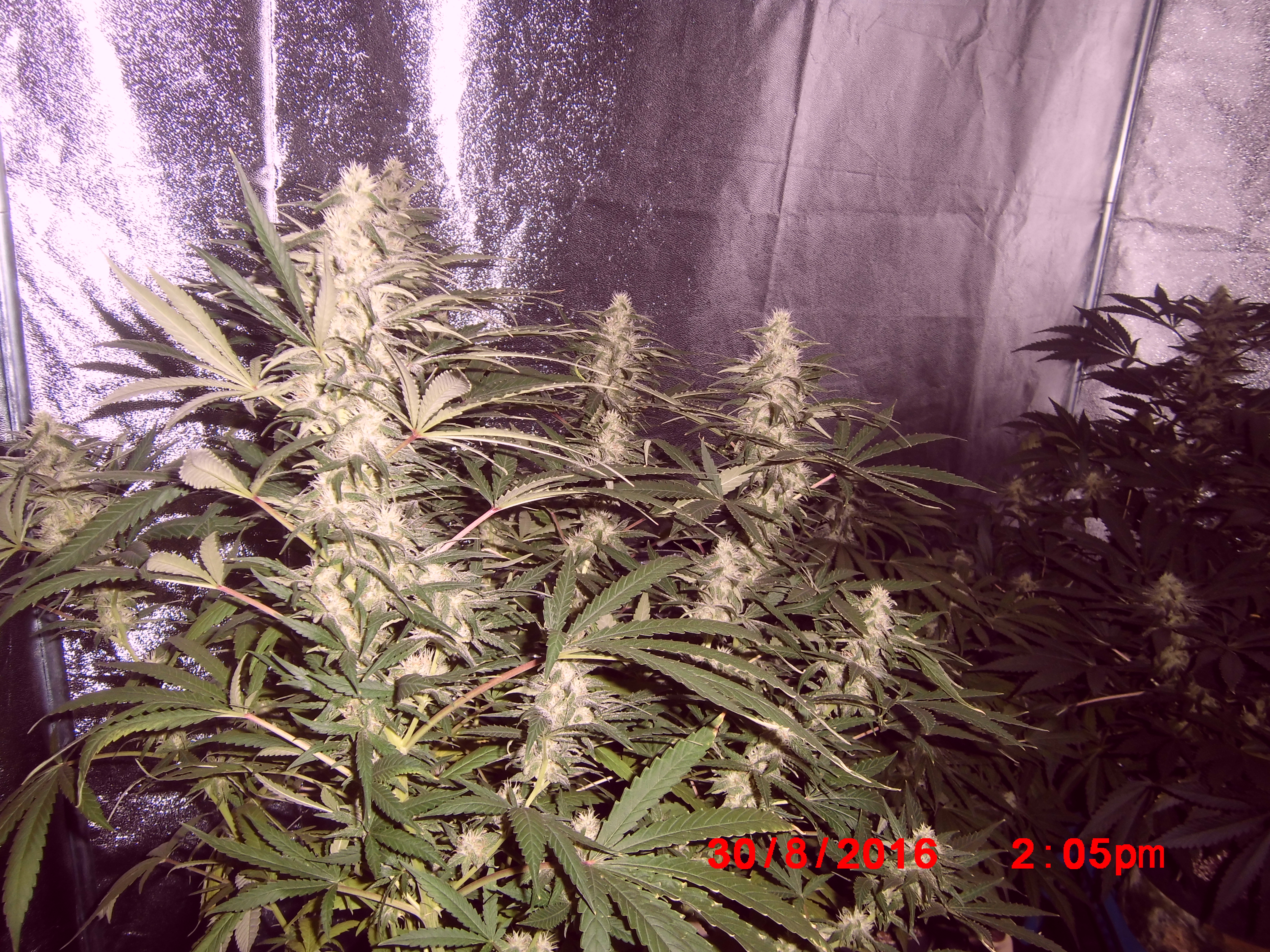 Ak 47