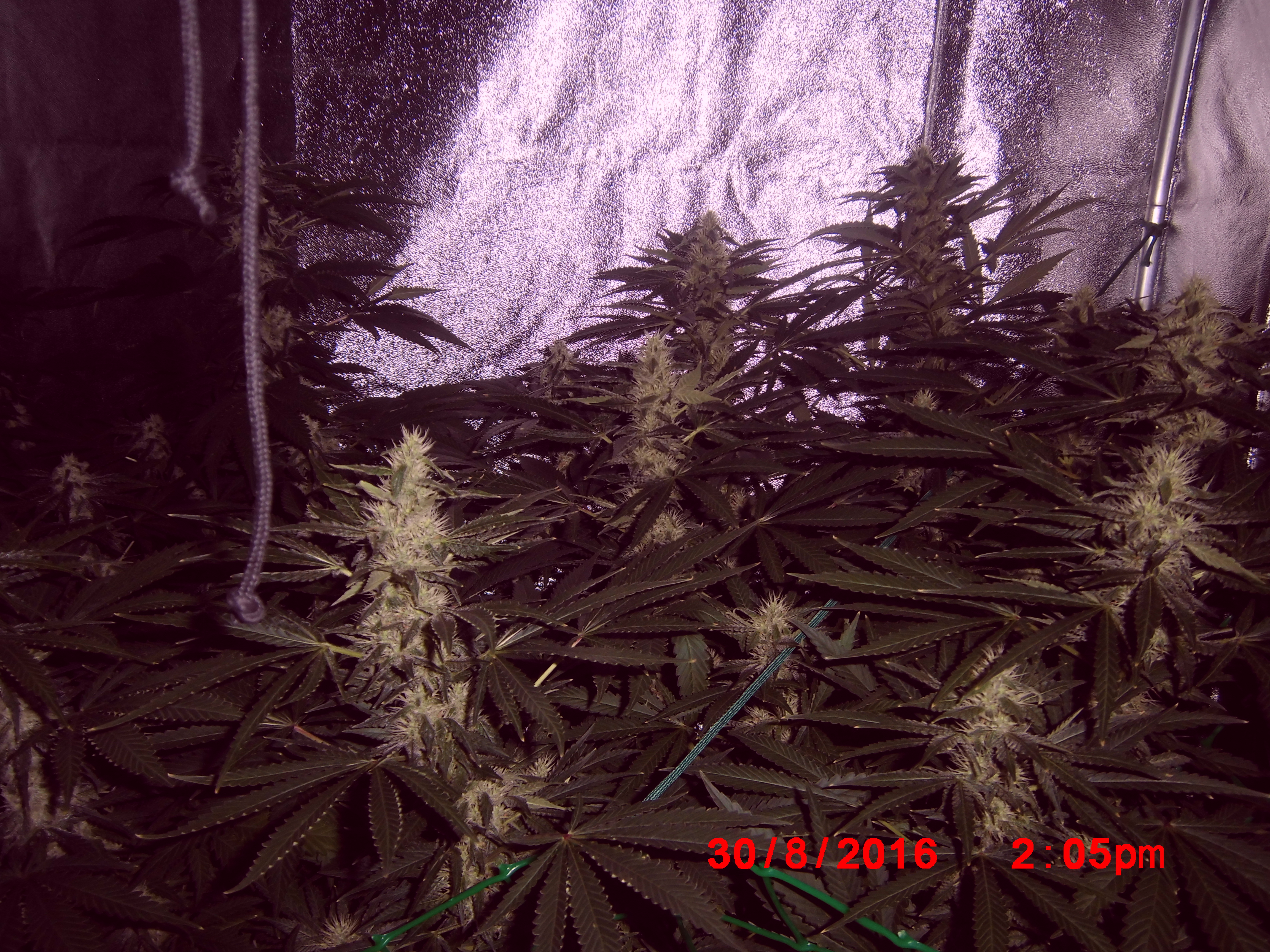 Ak 47