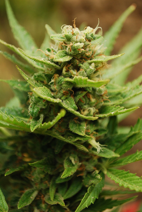ak-krim2-harvest.jpg