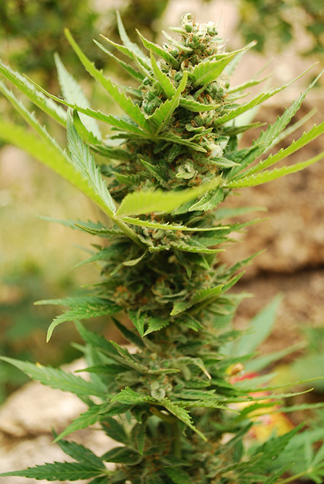 ak-krim2-harvest2.jpg