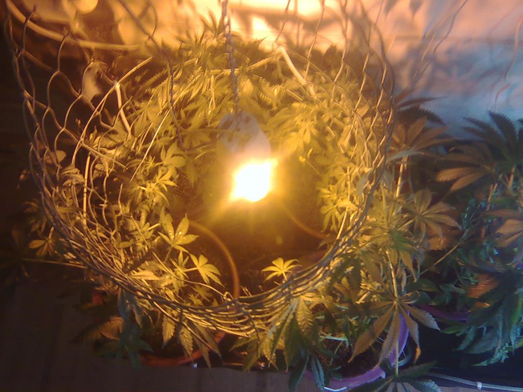 ак