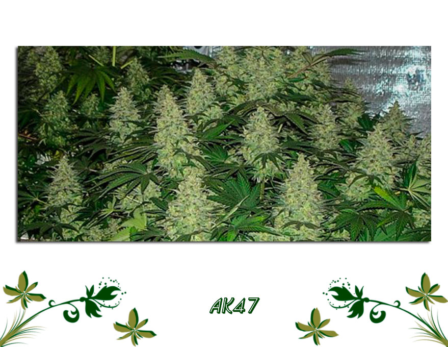 АК47 сорт