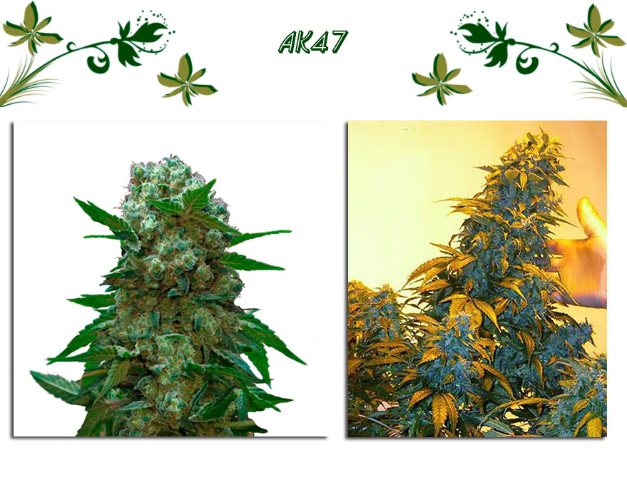 АК47