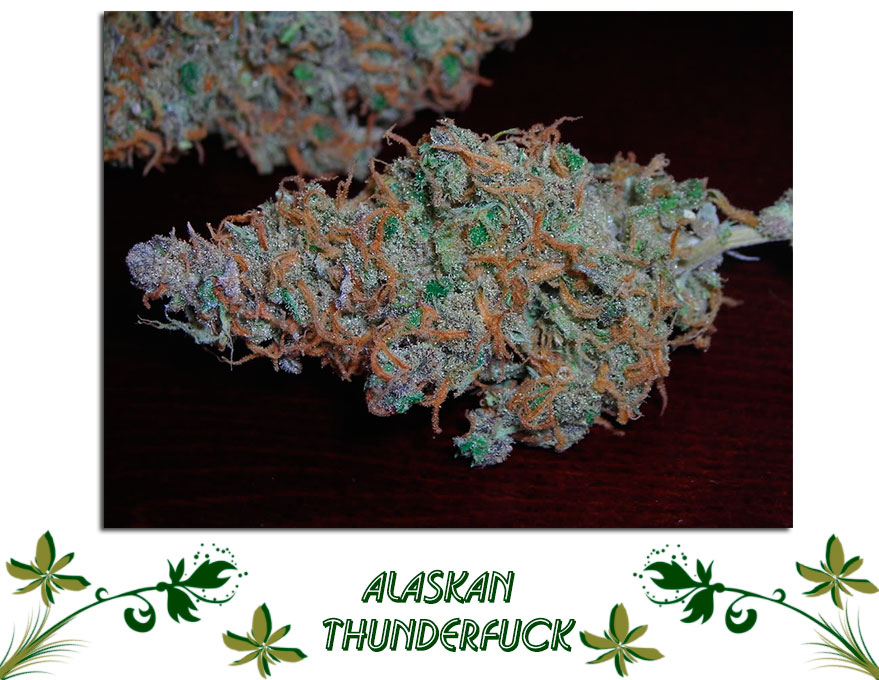 Alaskan Thunderfuck Сорт