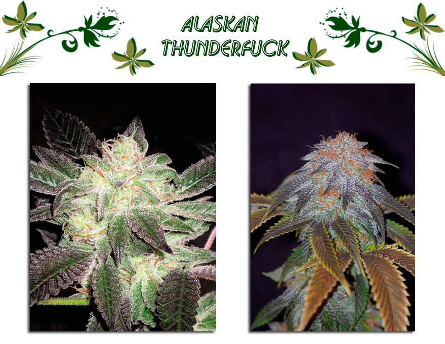 Alaskan Thunderfuck