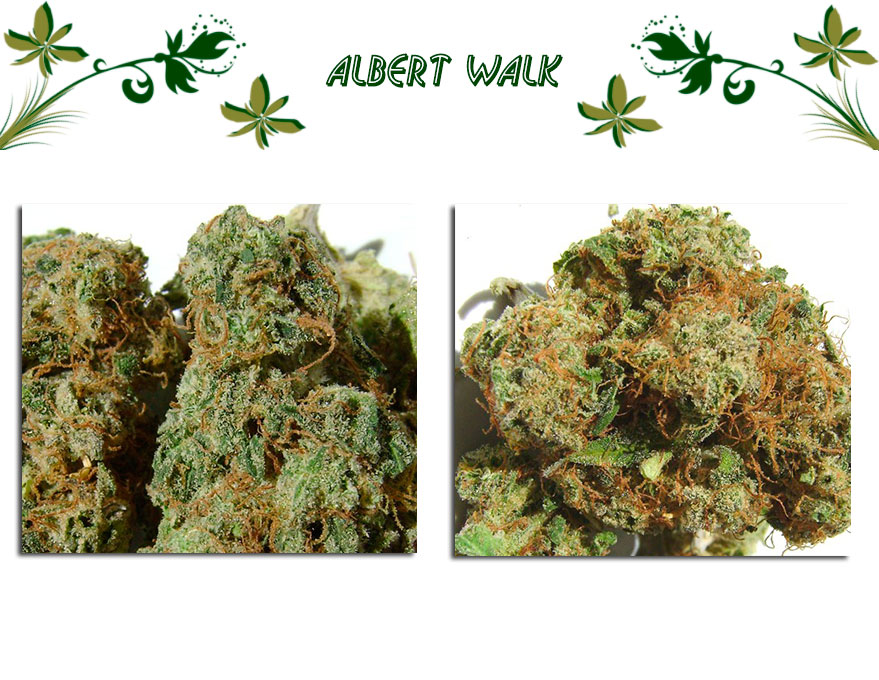 Albert Walk