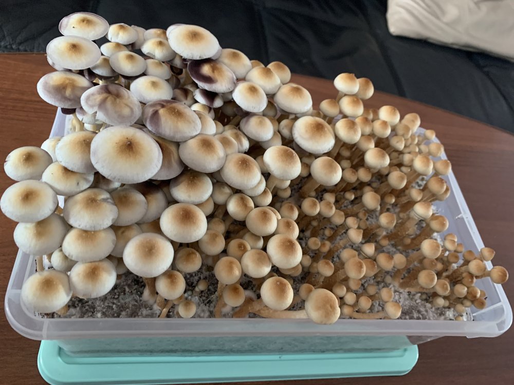 Albino A+(1).jpeg