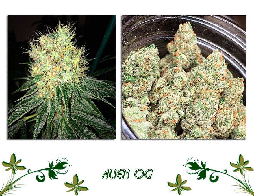 Alien OG сорт