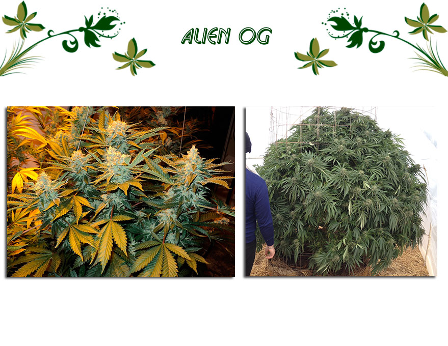 Alien OG