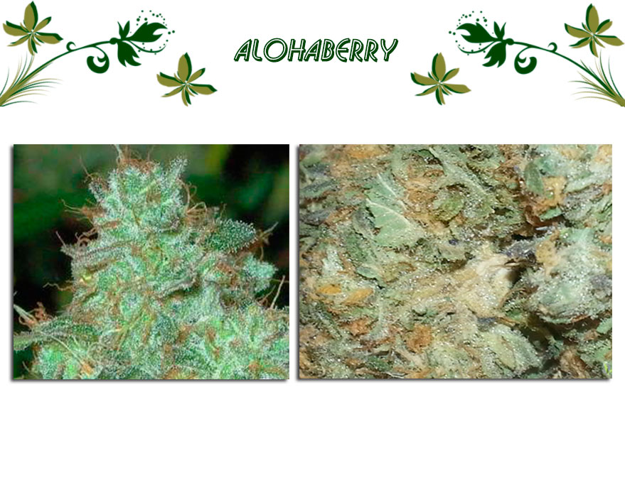 alohaberry