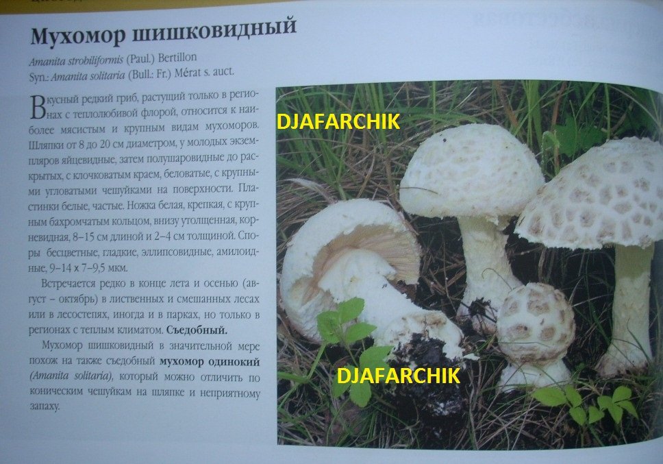 аманита солитария