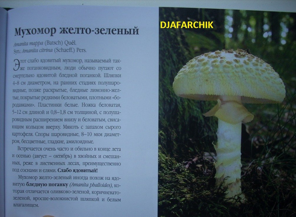 аманита желтый