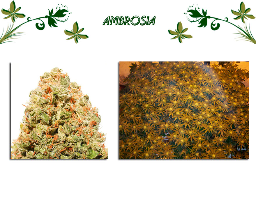 Ambrosia