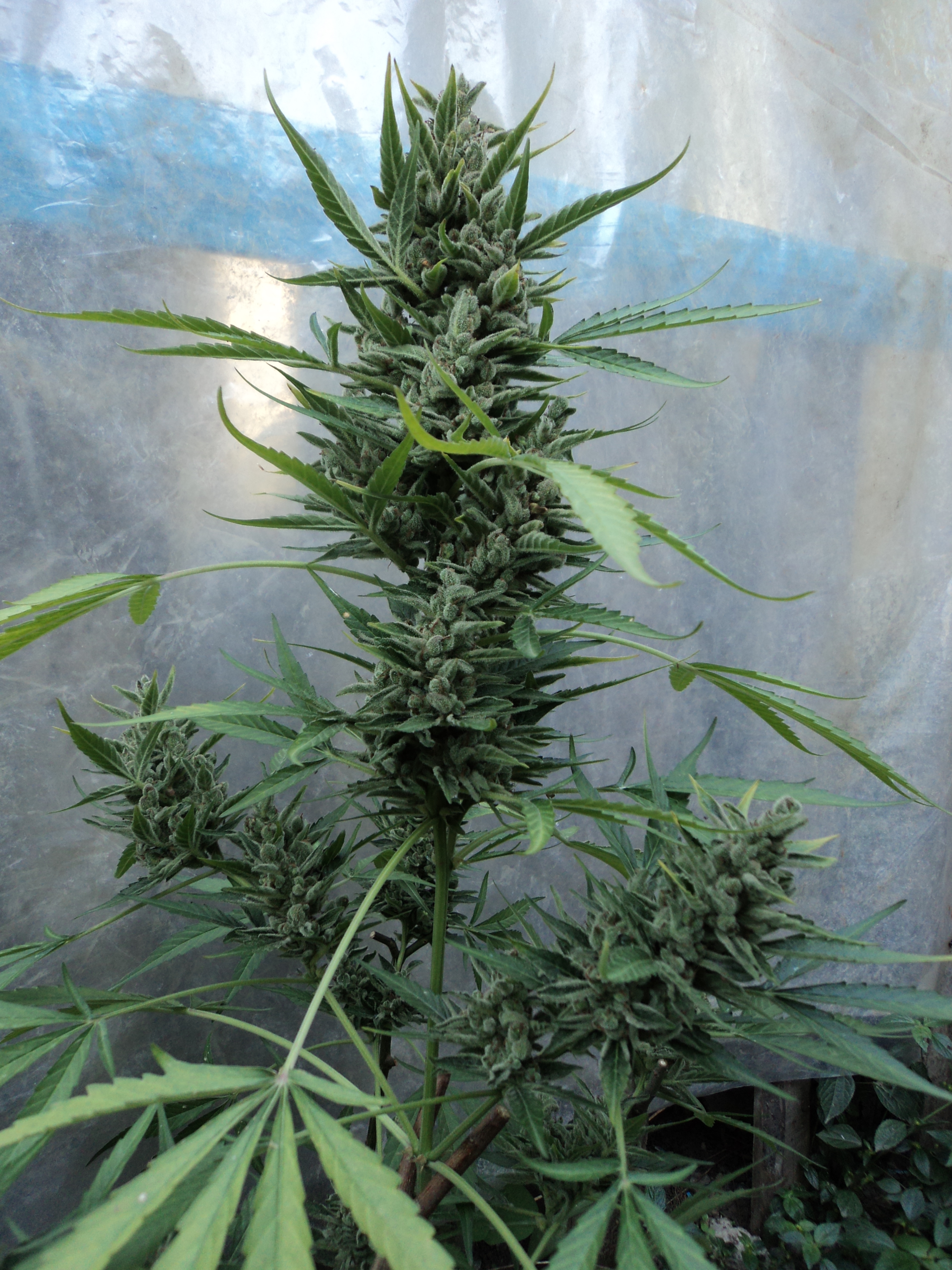Amnesia auto