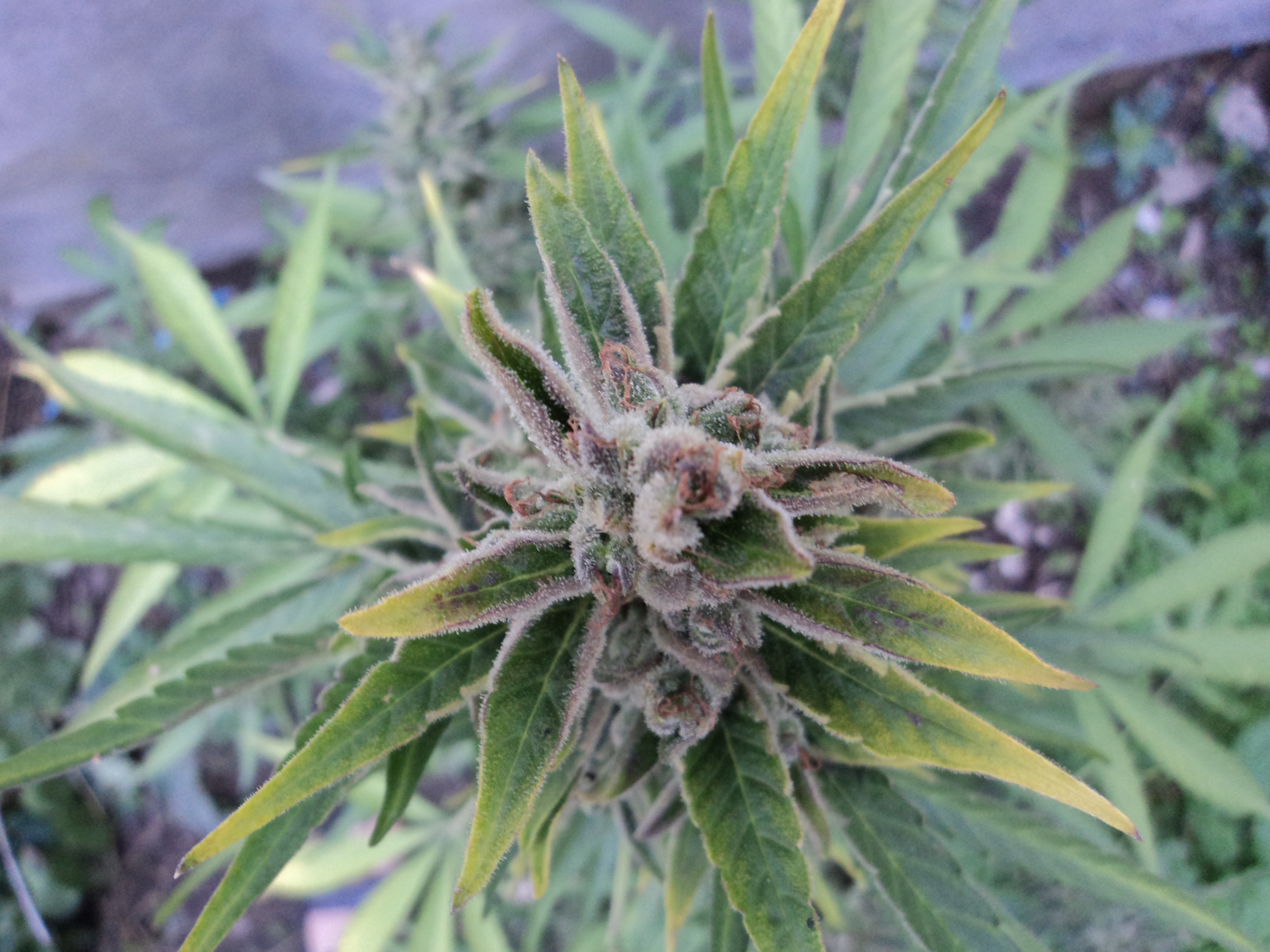Amnesia auto