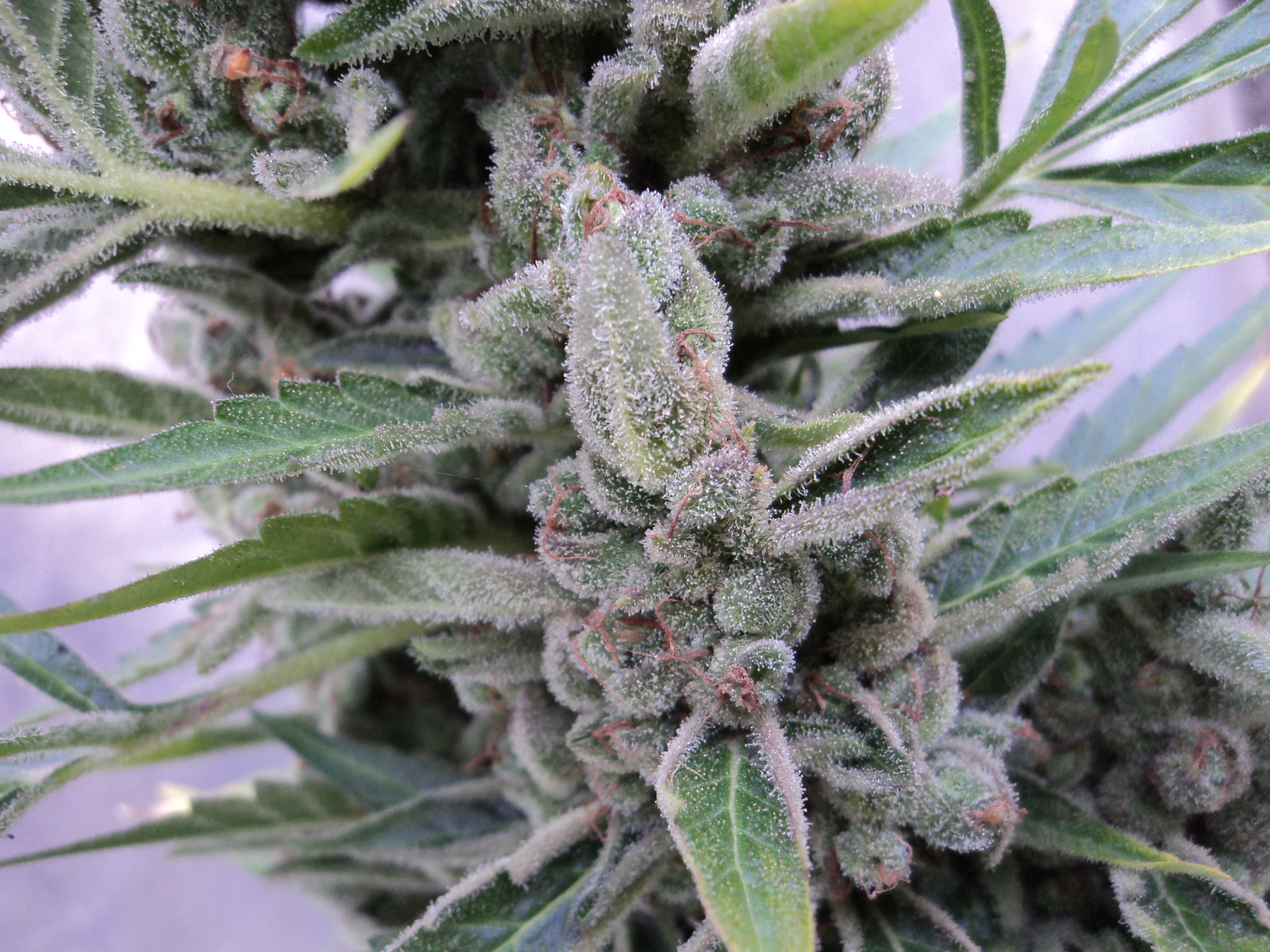 Amnesia Auto