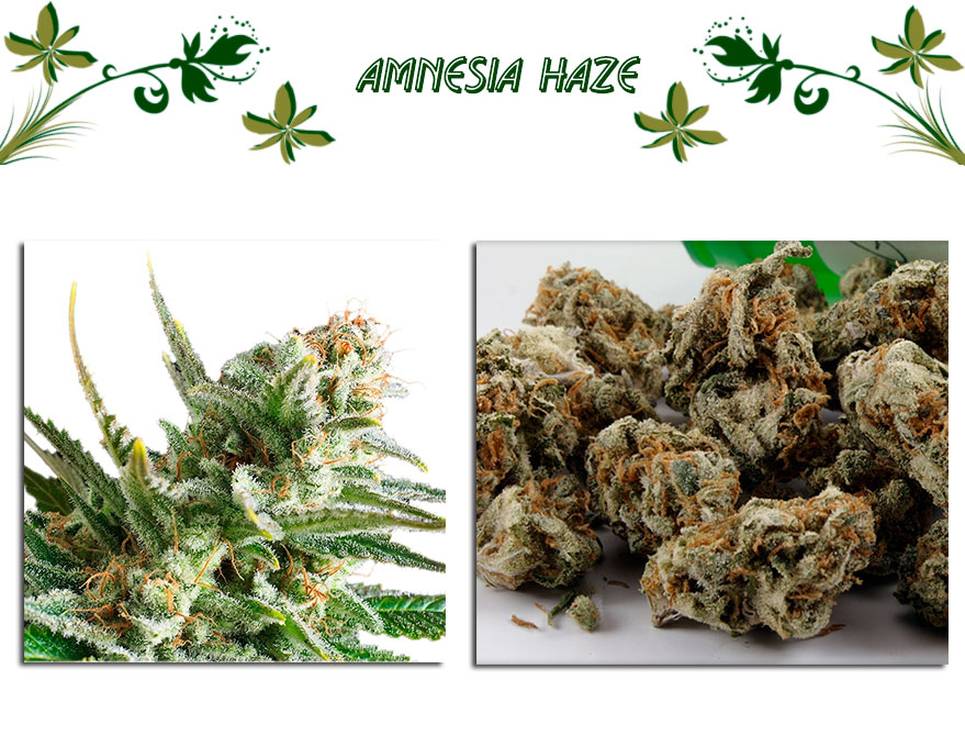 Amnesia Haze сорт