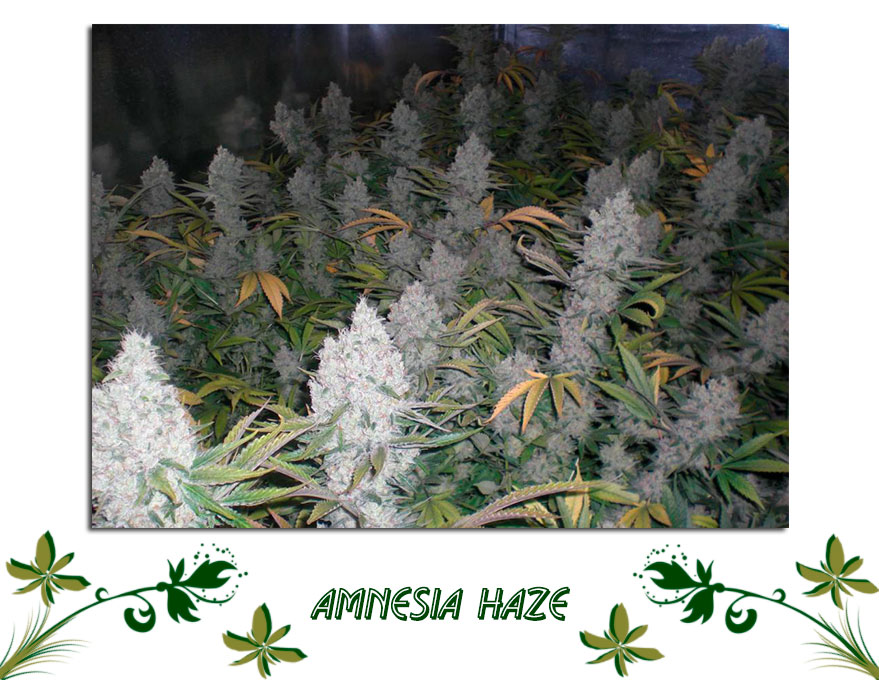 amnesia haze