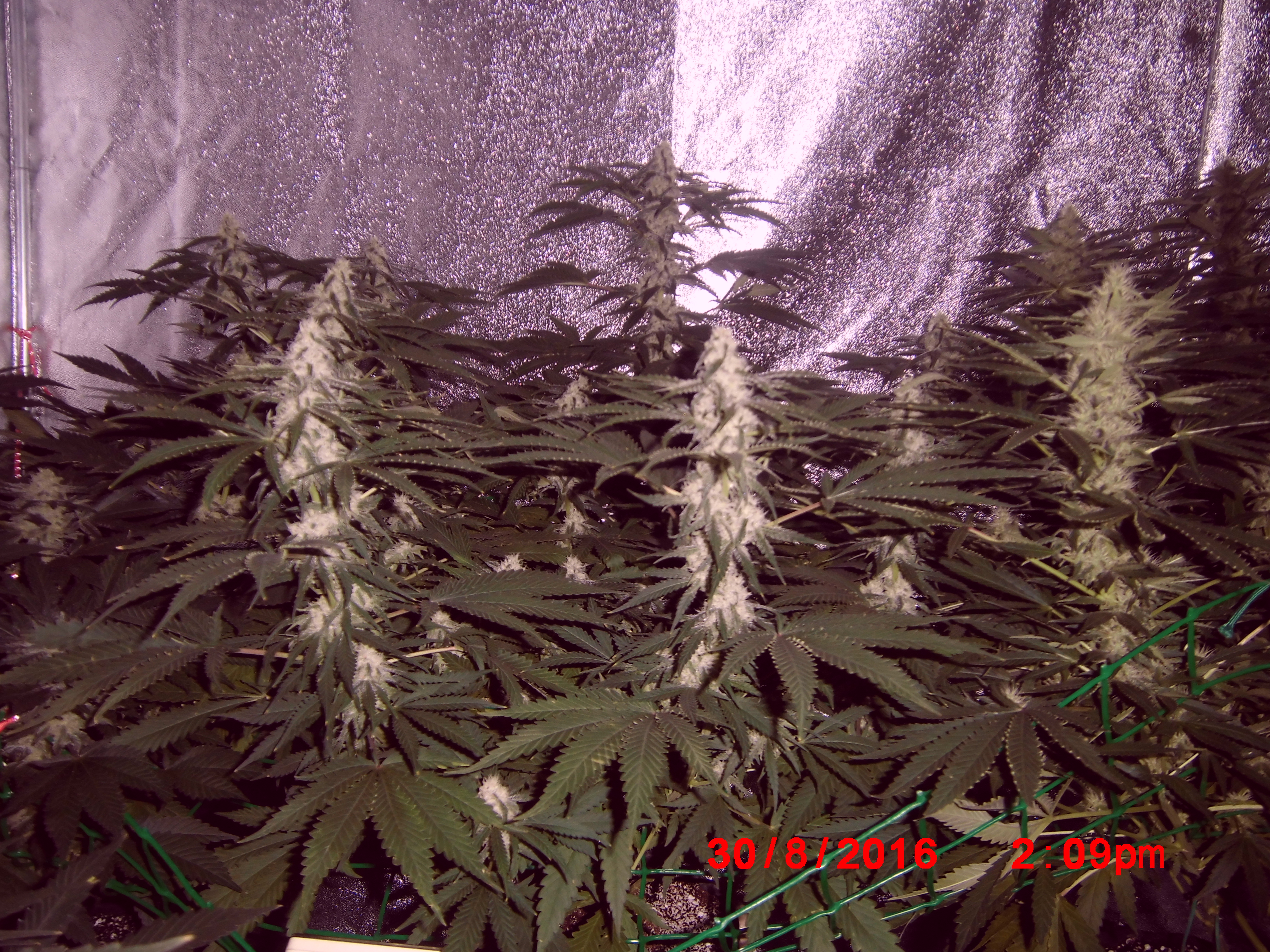 Amnesia haze