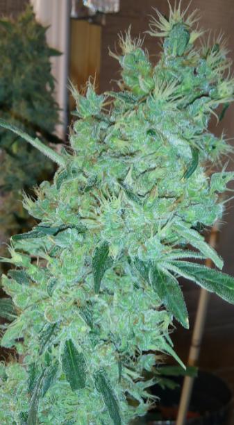 Amnesia1