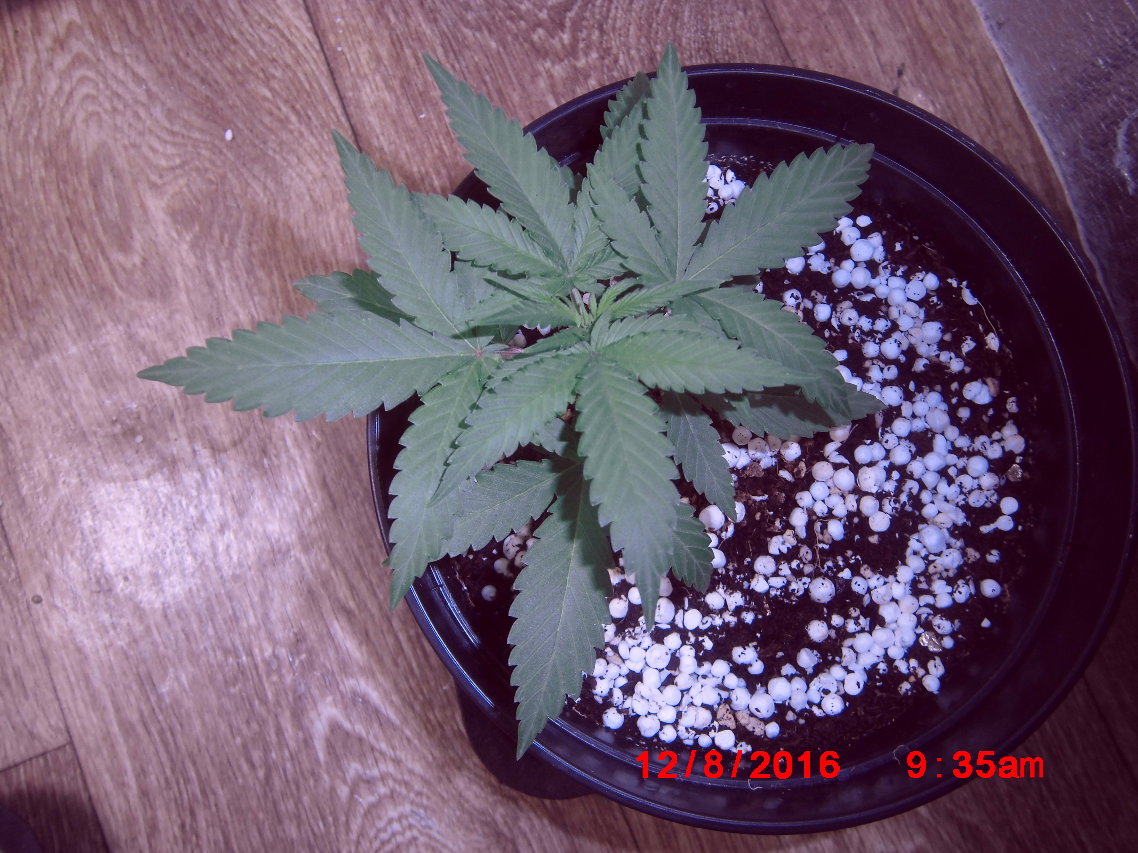 Ананасовый кусок 12 дней веги