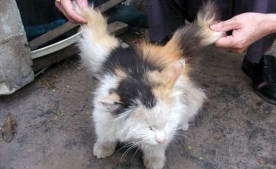 angel Cat 01