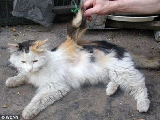angel Cat 02